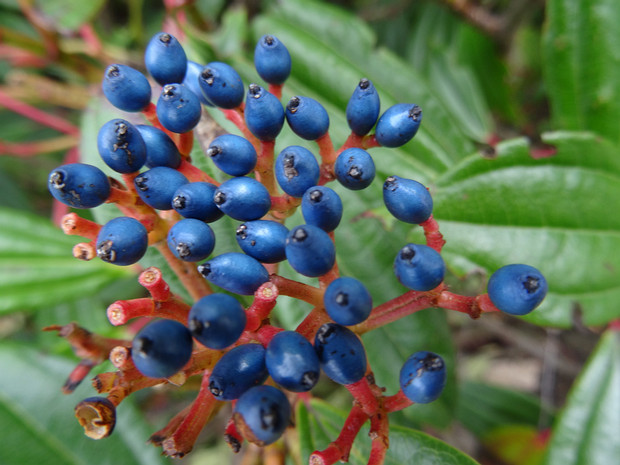 Калина Давида - Viburnum davidii