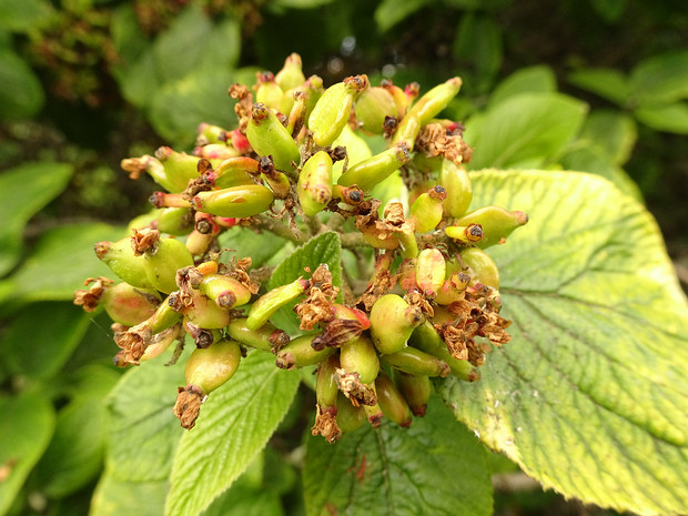 Калина гордовина 'Пёстрая' - Viburnum lantana 'Variegatum'