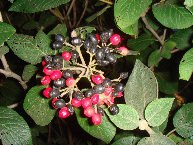 Калина гордовина - Viburnum lantana