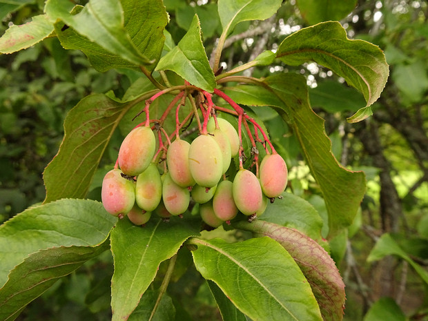 Калина канадская - Viburnum lentago