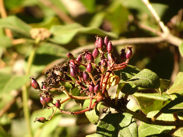 Калина лавролистная подвид твёрдая - Viburnum tinus subsp. rigidum