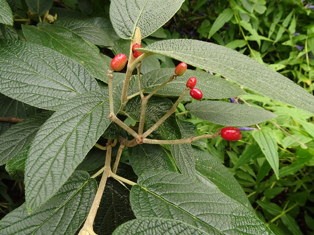 Калина x морщинистая 'Аллегани' - Viburnum x rhytidophylloides 'Alleghany'