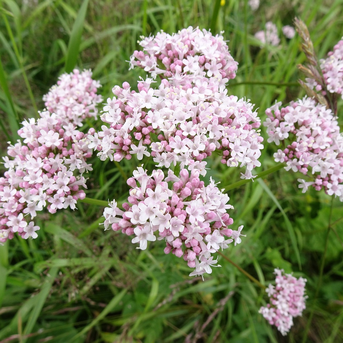 Valeriana officinalis 22-Jul-19 _ 11_48_06