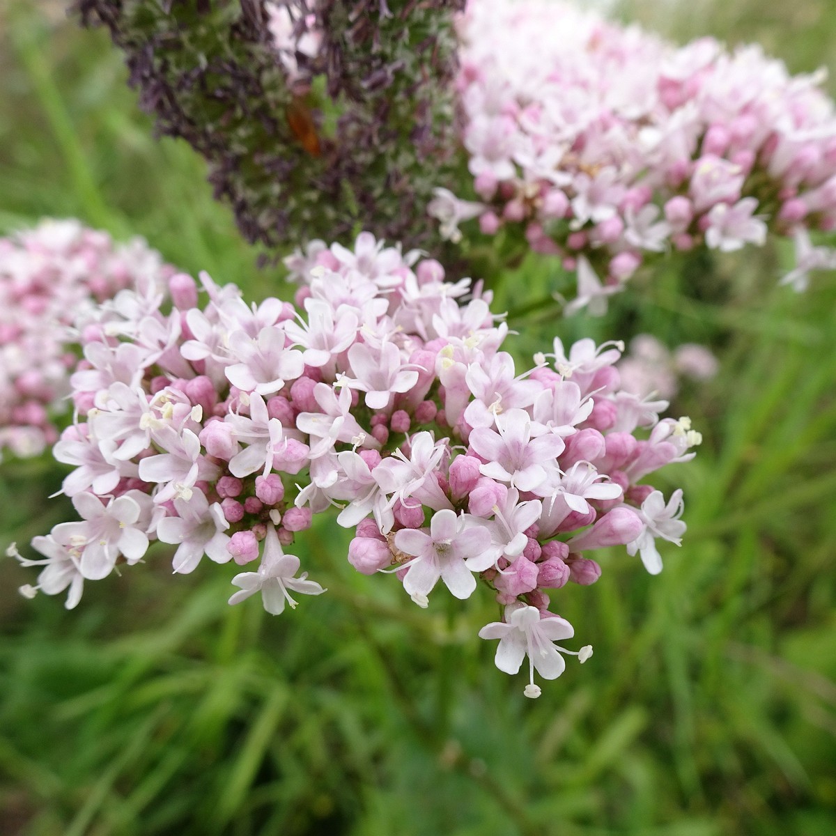 Valeriana officinalis 22-Jul-19 _ 11_48_12