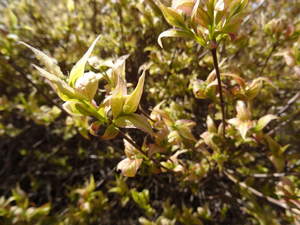 Абелия корейская - Abelia coreana