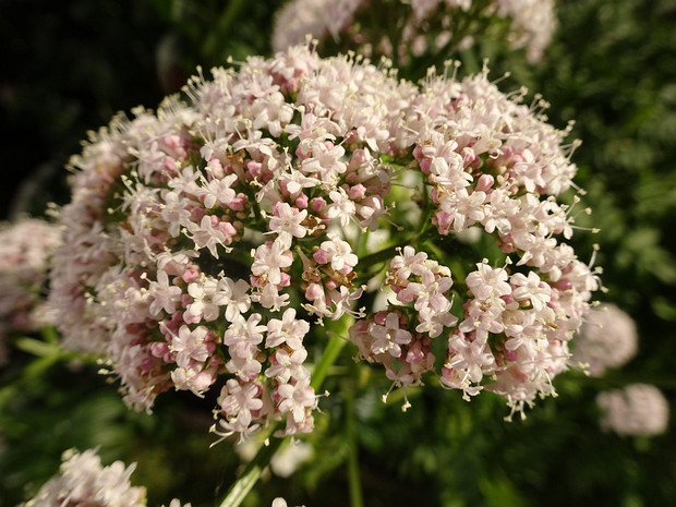 Валериана лекарственная розовая форма - Valeriana officinalis f. rosea