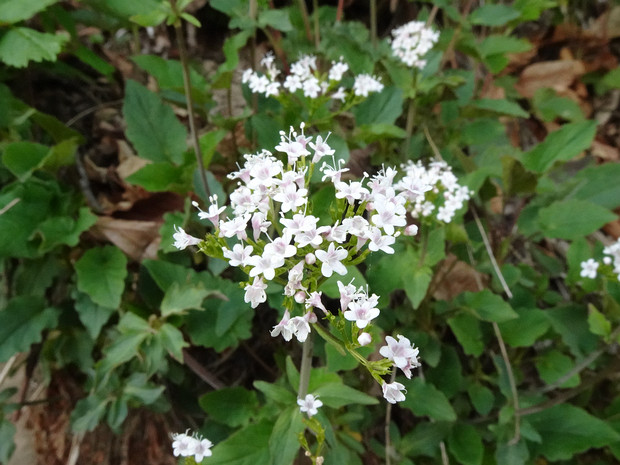 Валериана трёхкрылая - Valeriana tripteris