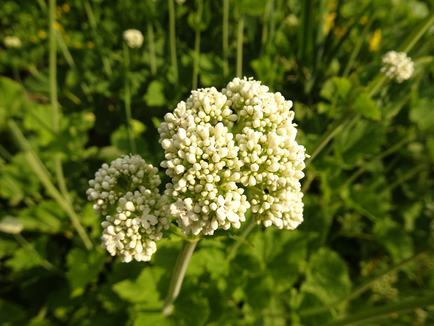 Валериана чесночницелистная - Valeriana alliariifolia