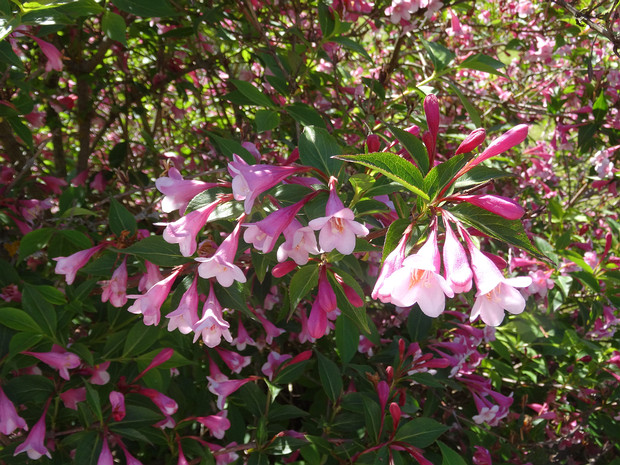 Вейгела японская - Weigela japonica