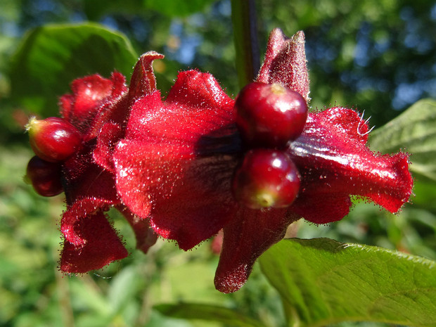 Жимолость Ледебура - Lonicera involucrata var. ledebourii