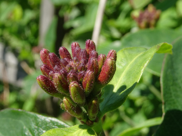 Жимолость вьющаяся - Lonicera periclymenum