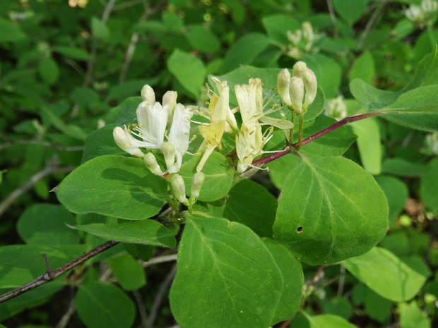 Жимолость обыкновенная - Lonicera xylosteum