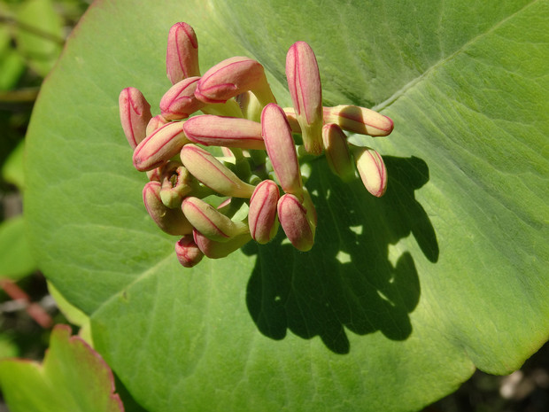 Жимолость отпрысковая - Lonicera prolifera