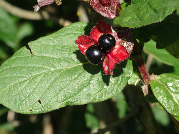 Жимолость покрывальная - Lonicera involucrata