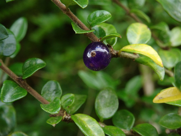 Жимолость шапочная - Lonicera pileata