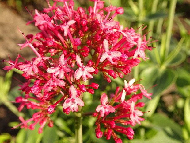 Кентрантус красный 'Алый' - Centranthus ruber 'Coccineus'