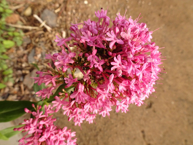 Кентрантус красный - Centranthus ruber