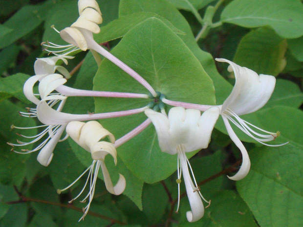 Жимолостные - Caprifoliaceae The Caprifoliaceae or honeysuckle family are a clade of dicotyledonous flowering plants consisting of about 860 species...