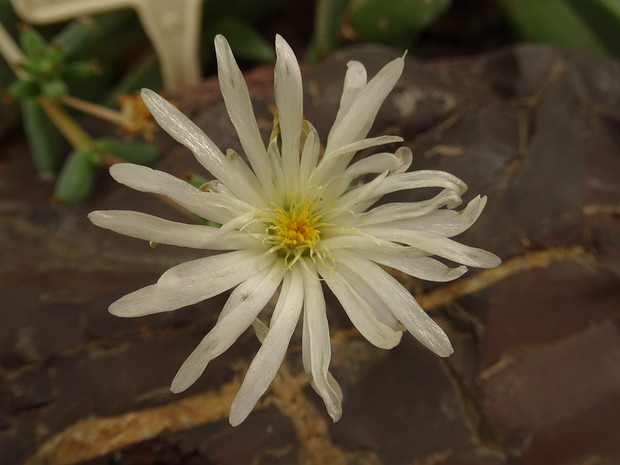 Делосперма травянистая - Delosperma herbeum