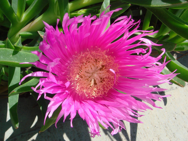 Карпобротус съедобный - Carpobrotus edulis