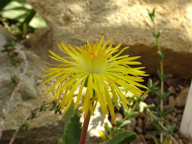 Карруантус Пирса - Carruanthus peersii