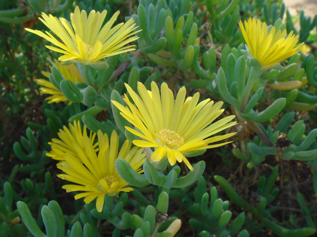 Лампрантус сизый - Lampranthus glaucus