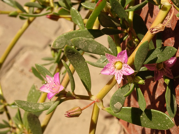 Сезувиум портулаковидный - Sesuvium portulacastrum