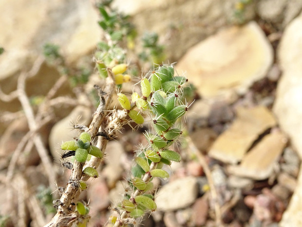 Триходиадема луковичная - Trichodiadema bulbosum