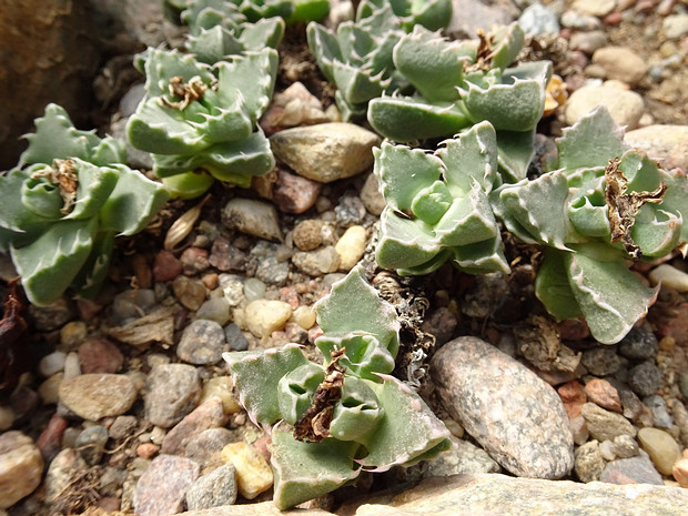 Фаукария белозубая - Faucaria albidens