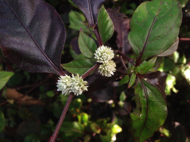 Альтернатера зубчатая - Alternanthera dentata