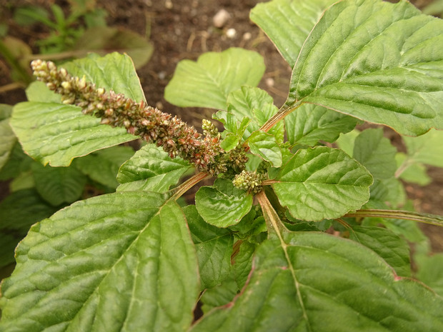 Амарант жминда - Amaranthus blitum