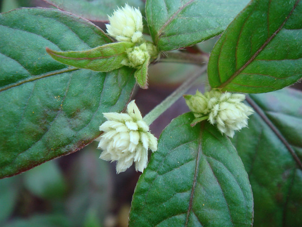 Гомфрена целозиодес - Gomphrena celosioides