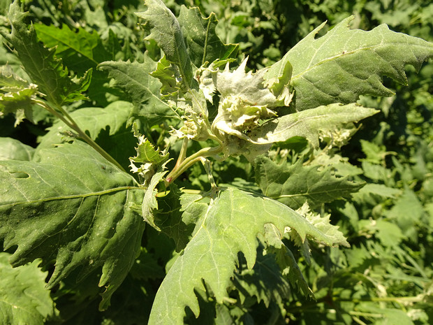 Лебеда красивоплодная - Atriplex calotheca