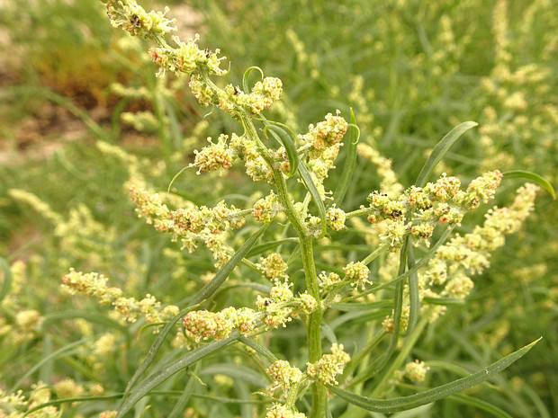 Лебеда прибрежная - Atriplex littoralis