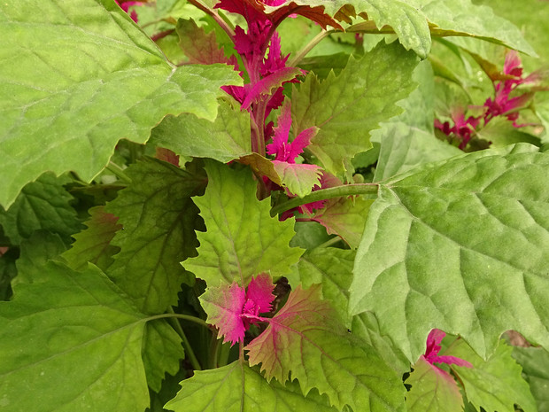 Марь гигантская - Chenopodium giganteum