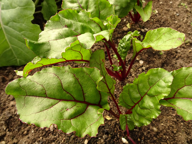 Свёкла садовая 'Цилиндра' - Beta vulgaris subsp. vulgaris var. vulgaris 'Cylindra'