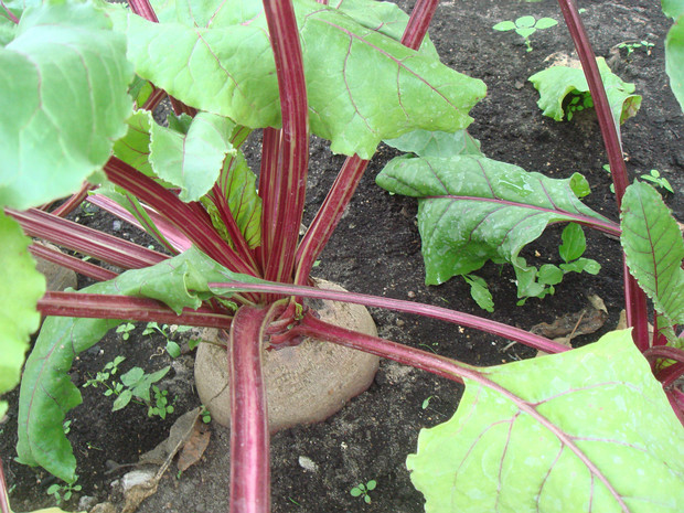 Свёкла садовая - Beta vulgaris subsp. vulgaris var. vulgaris