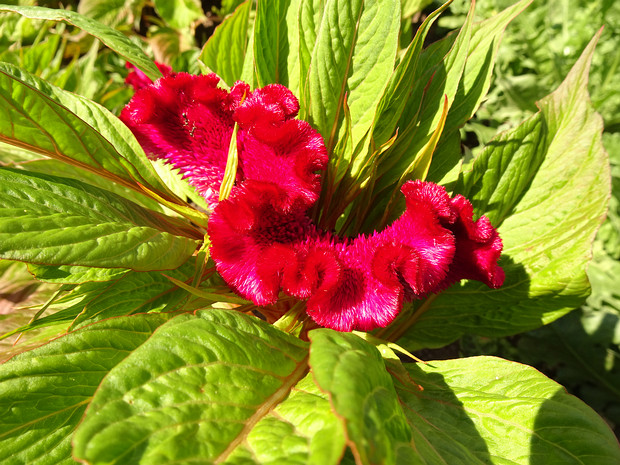 Целозия гребенчатая 'Коралловый Сад' - Celosia cristata 'Coral Garden'