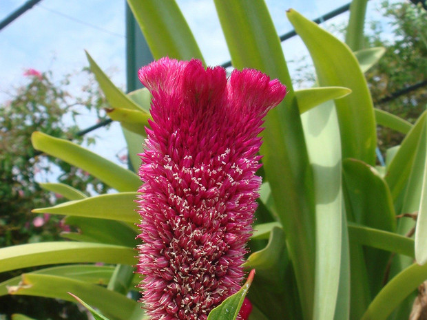 Целозия гребенчатая - Celosia cristata