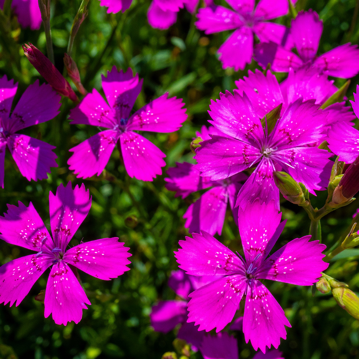 0kadriorg_park_gass_lawn_near_japanese_garden-3