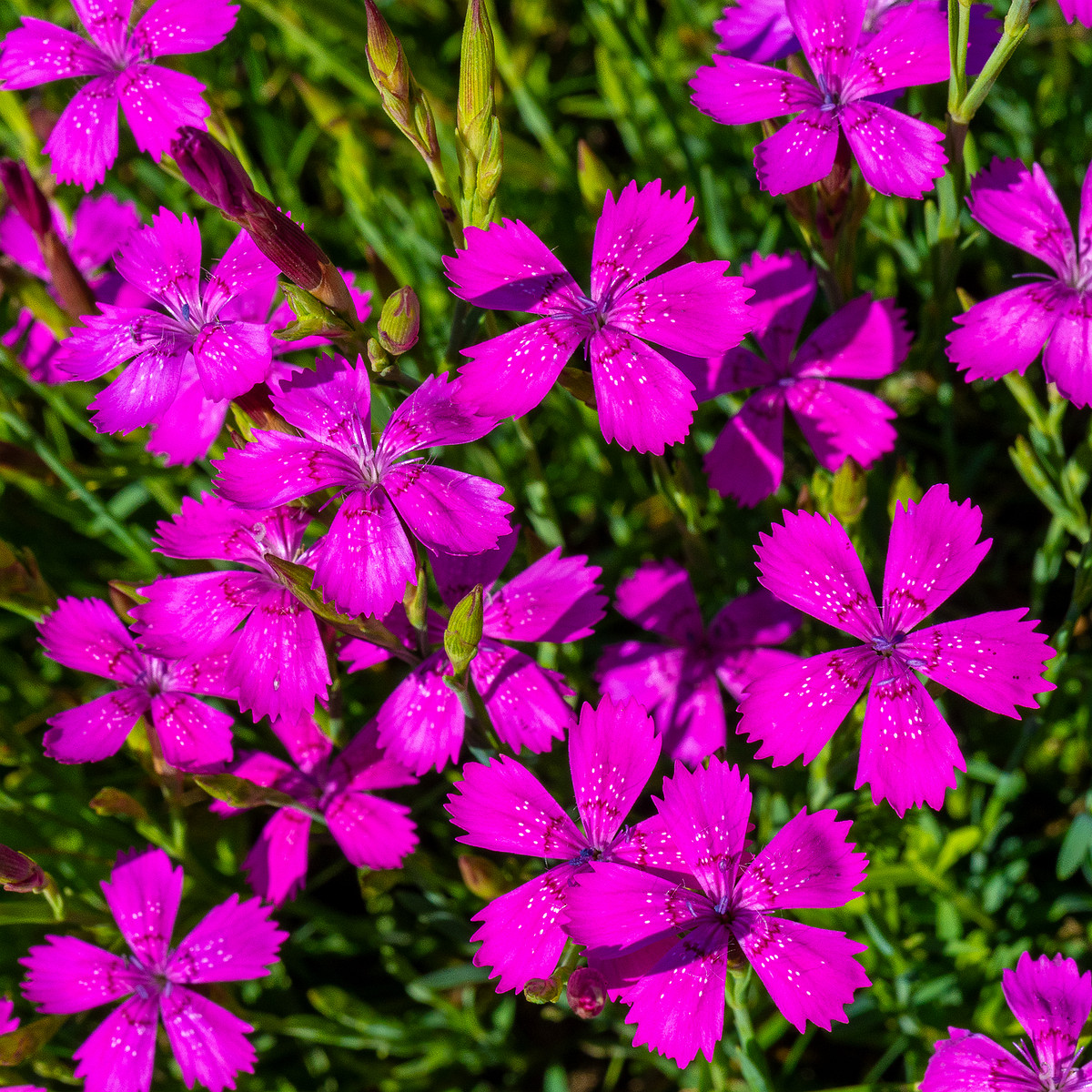 kadriorg_park_gass_lawn_near_japanese_garden-11