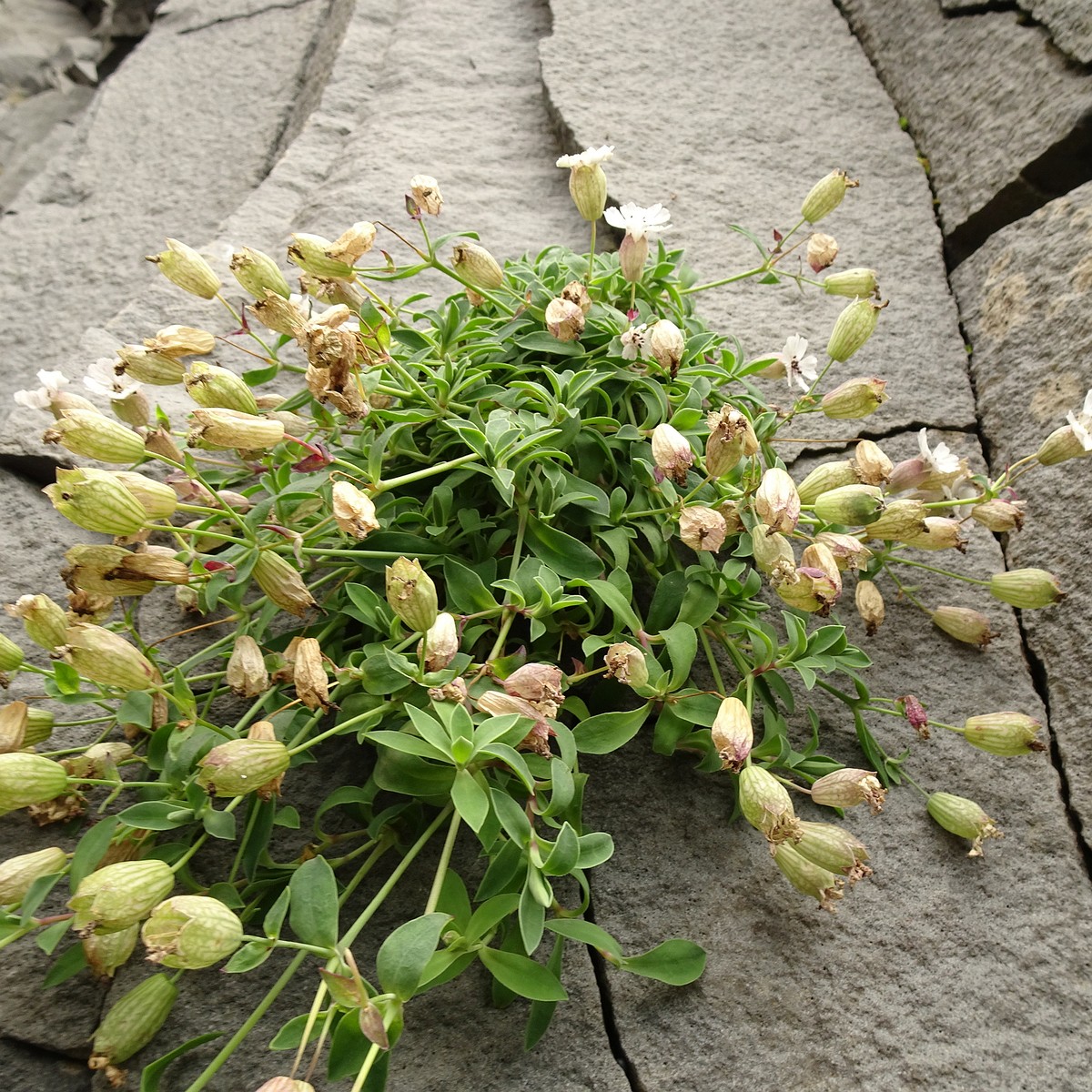 Silene uniflora 25-Jul-19 _ 15_57_34