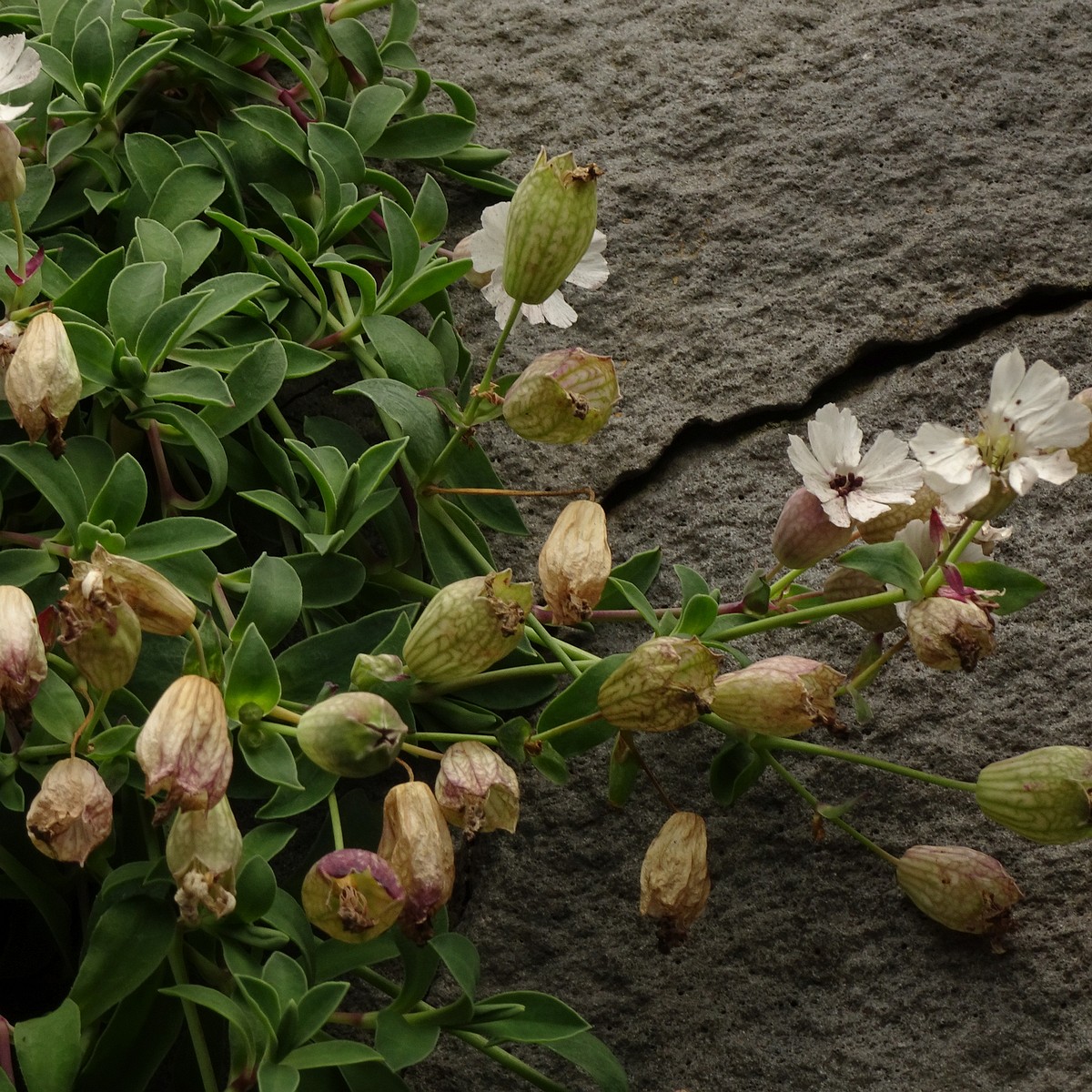 Silene uniflora 25-Jul-19 _ 15_57_48