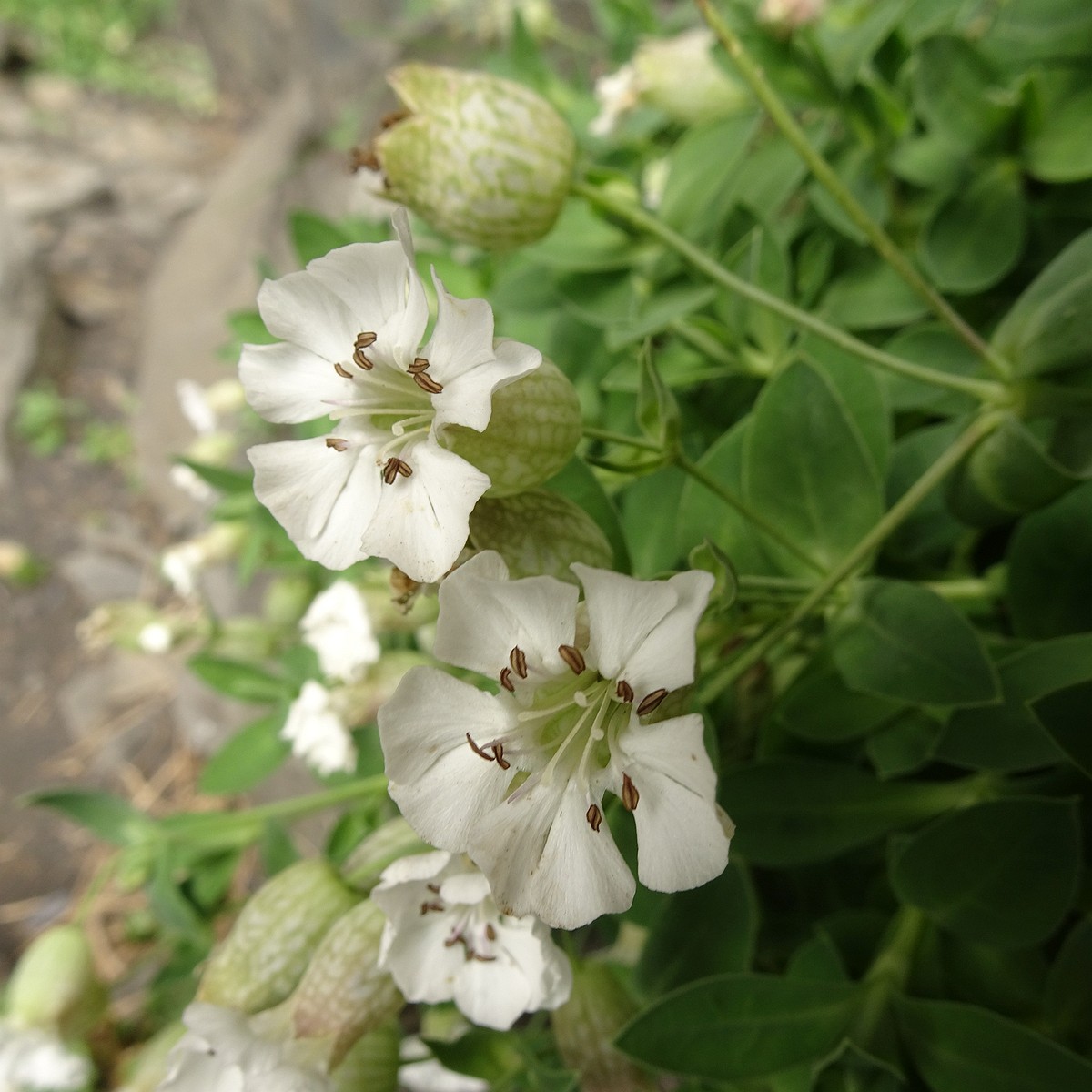 Silene uniflora 25-Jul-19 _ 15_59_12