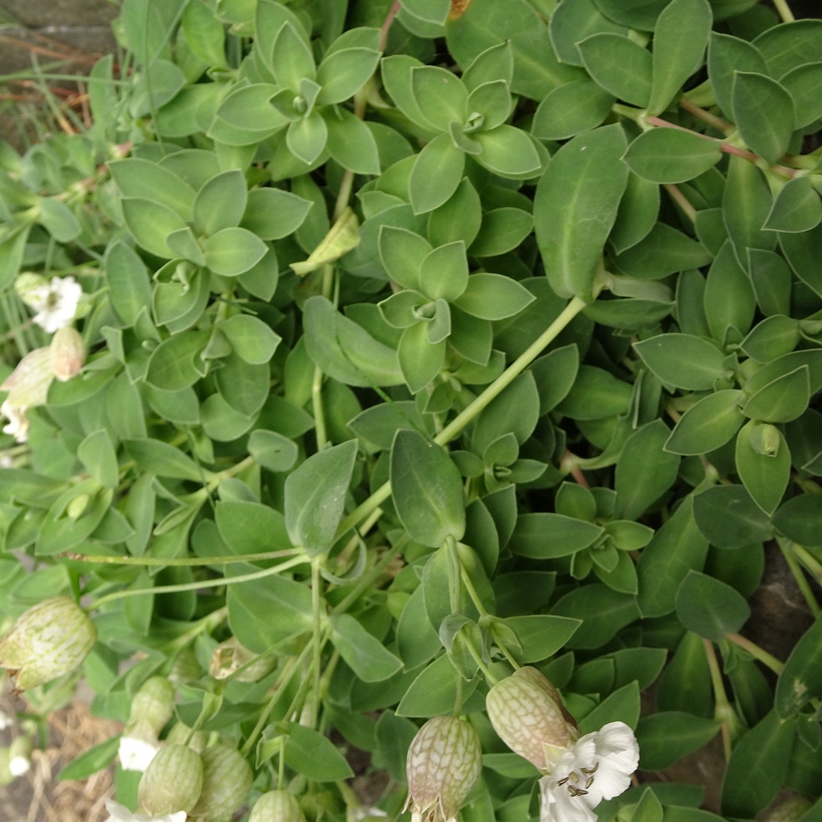 Silene uniflora 25-Jul-19 _ 15_59_28