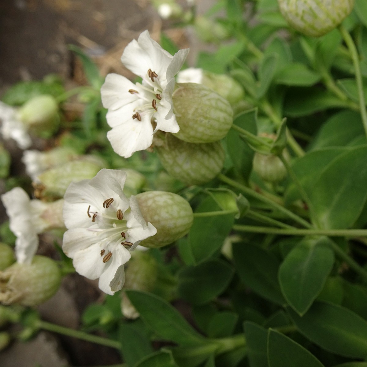 Silene uniflora 25-Jul-19 _ 15_59_38