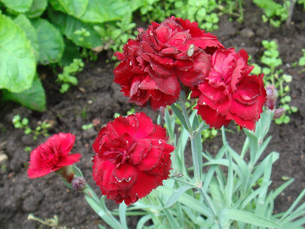 Гвоздика 'Ребекка Ранняя Пташка' - Dianthus 'Early Bird Rebekah'