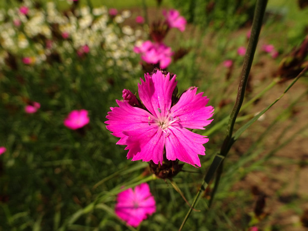 Гвоздика картузианская - Dianthus carthusianorum