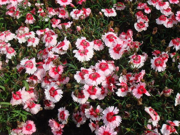 Гвоздика китайская Темная Роза Аристо - Dianthus chinensis 'Aristo Dark Rose'