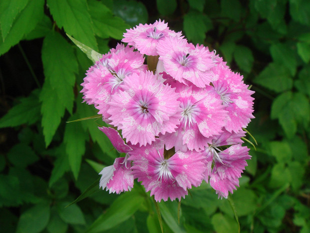 Гвоздика китайская - Dianthus chinensis